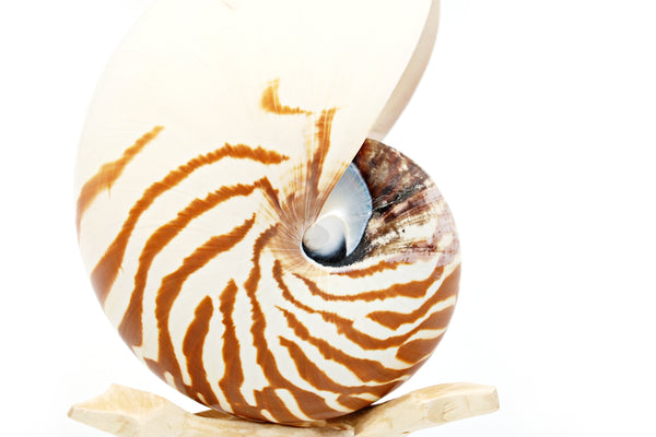 Premium Striped Nautilus Shell